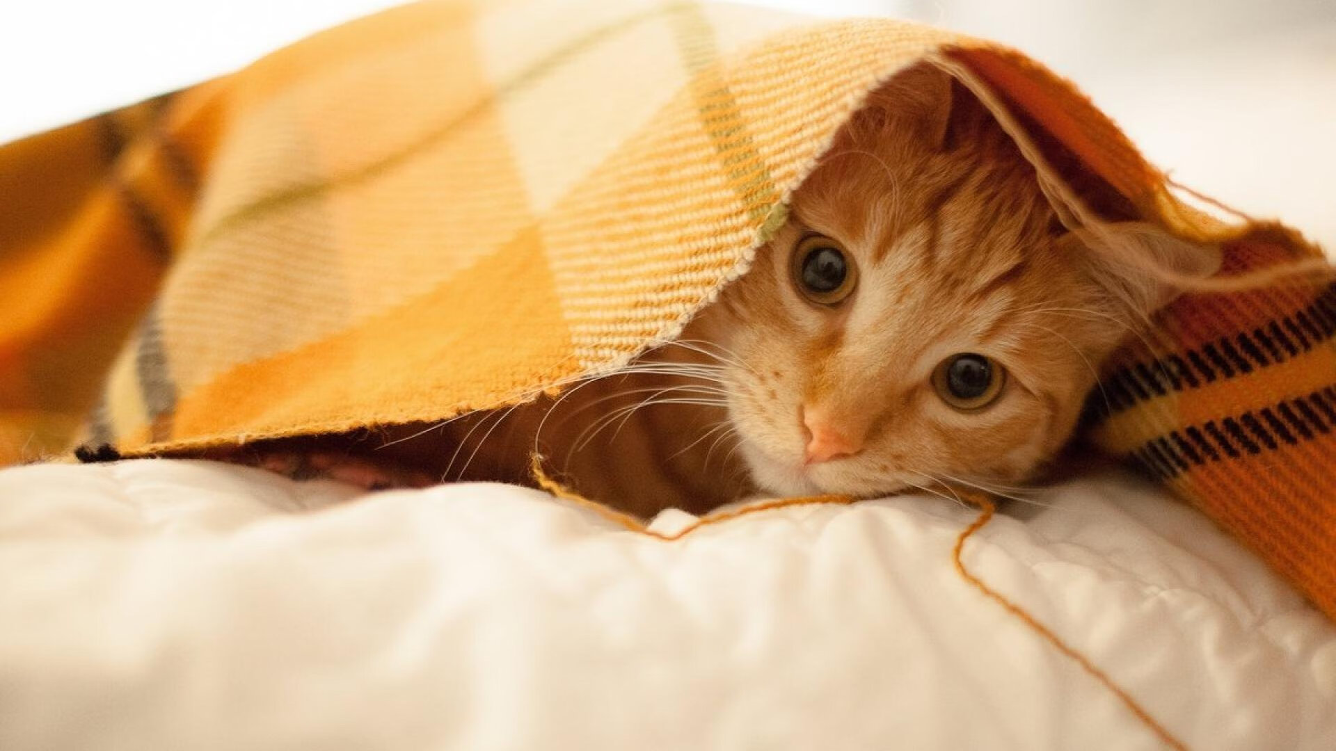 中国足球职业联赛外援政策调整影响分析，中国足球联赛外援规则